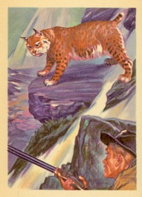 1956 Adventure Shy Beautiful and Wild #14 Non-Sports Card