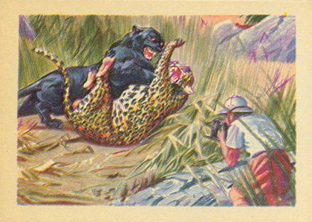 1956 Adventure Too close for comfort #30 Non-Sports Card
