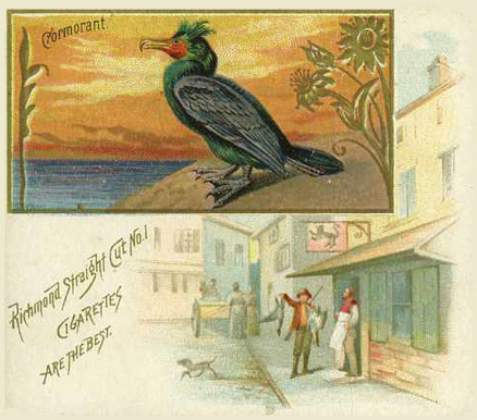 1889 Allen & Ginter Game Birds Cormorant # Non-Sports Card