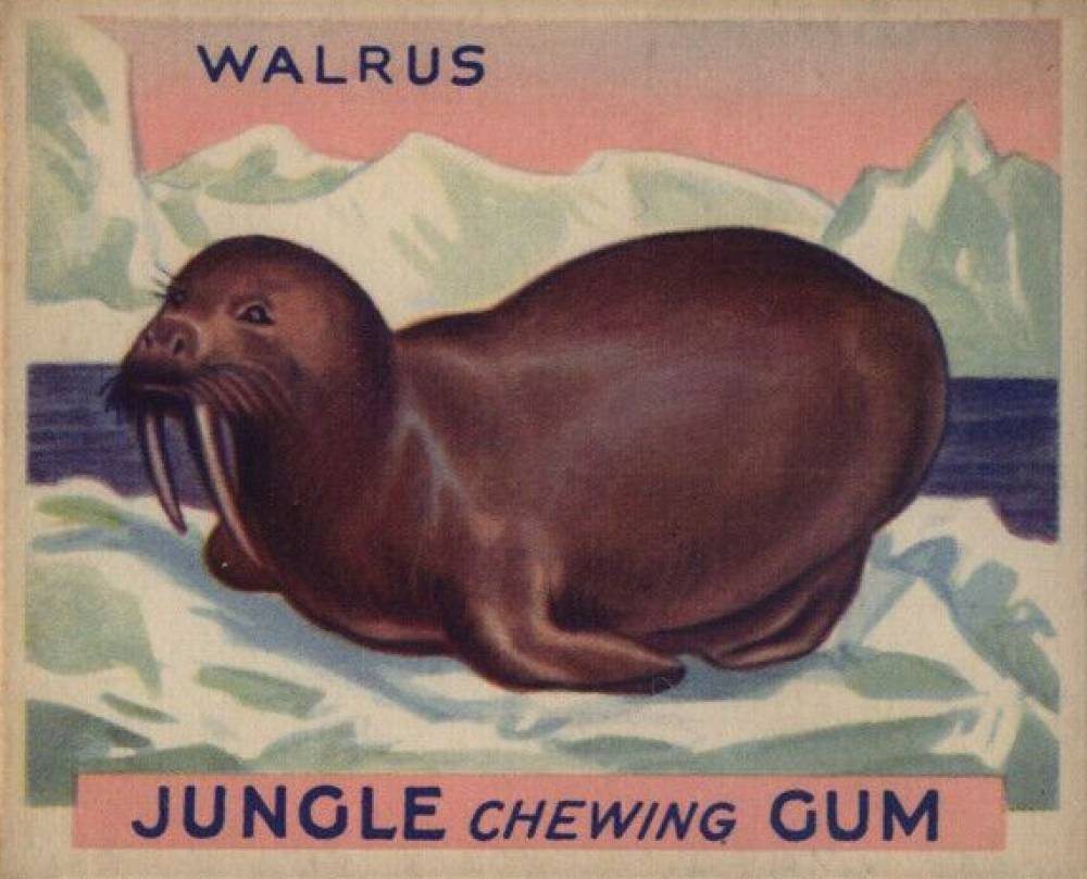 1930 Jungle Gum Walrus #35 Non-Sports Card