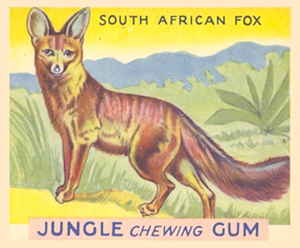 1930 Jungle Gum South African Fox #3 Non-Sports Card