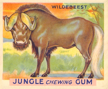 1930 Jungle Gum Wildebeest #5 Non-Sports Card