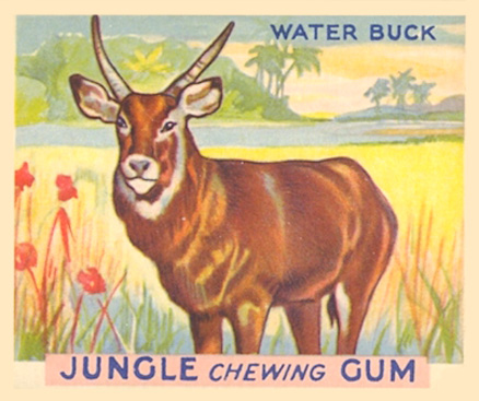 1930 Jungle Gum Water Buck #9 Non-Sports Card