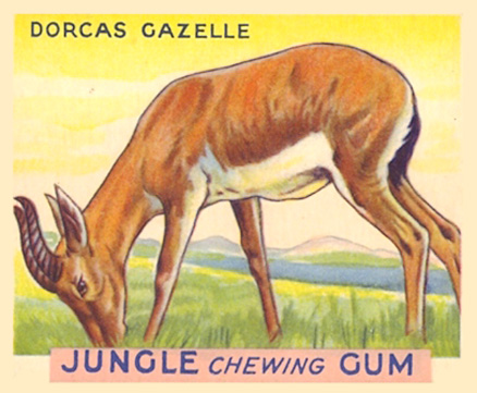 1930 Jungle Gum Dorcas Gazelle #14 Non-Sports Card