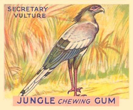 1930 Jungle Gum Secretary Vulture #24 Non-Sports Card