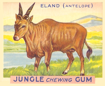 1930 Jungle Gum Eland #2 Non-Sports Card