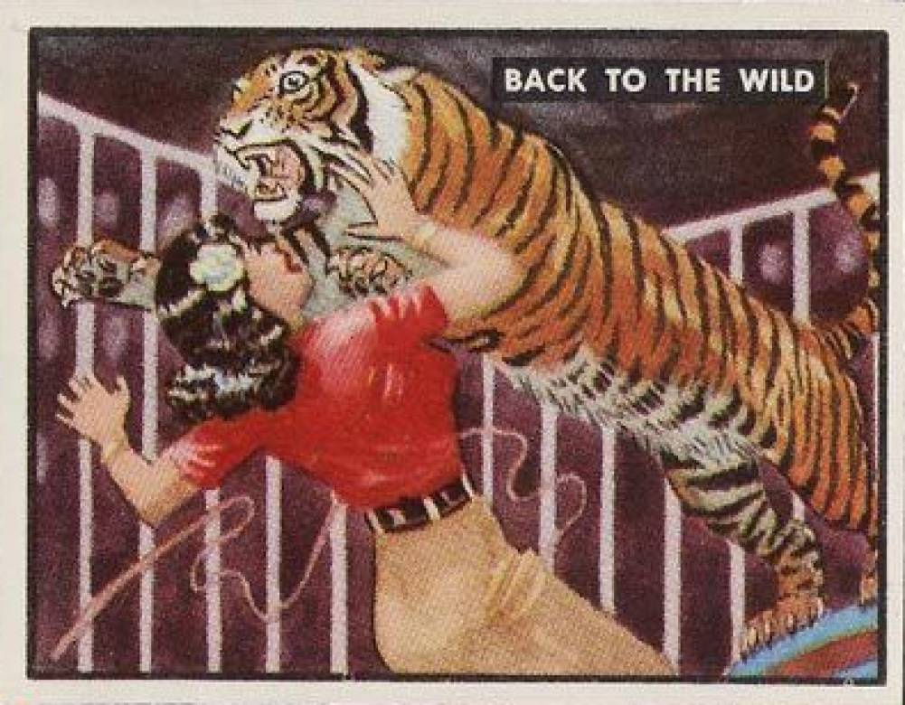 1950 Topps Bring Em Back Alive Back to the Wild #86 Non-Sports Card